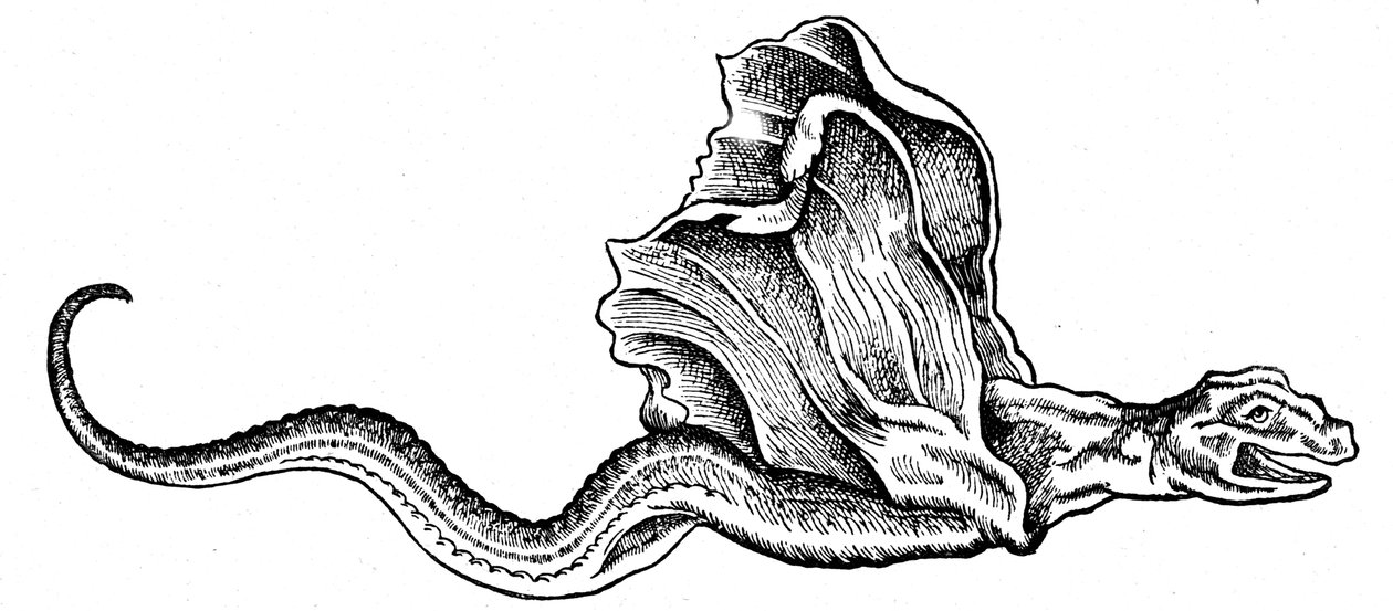Un basilisco de Conrad (after) Gesner