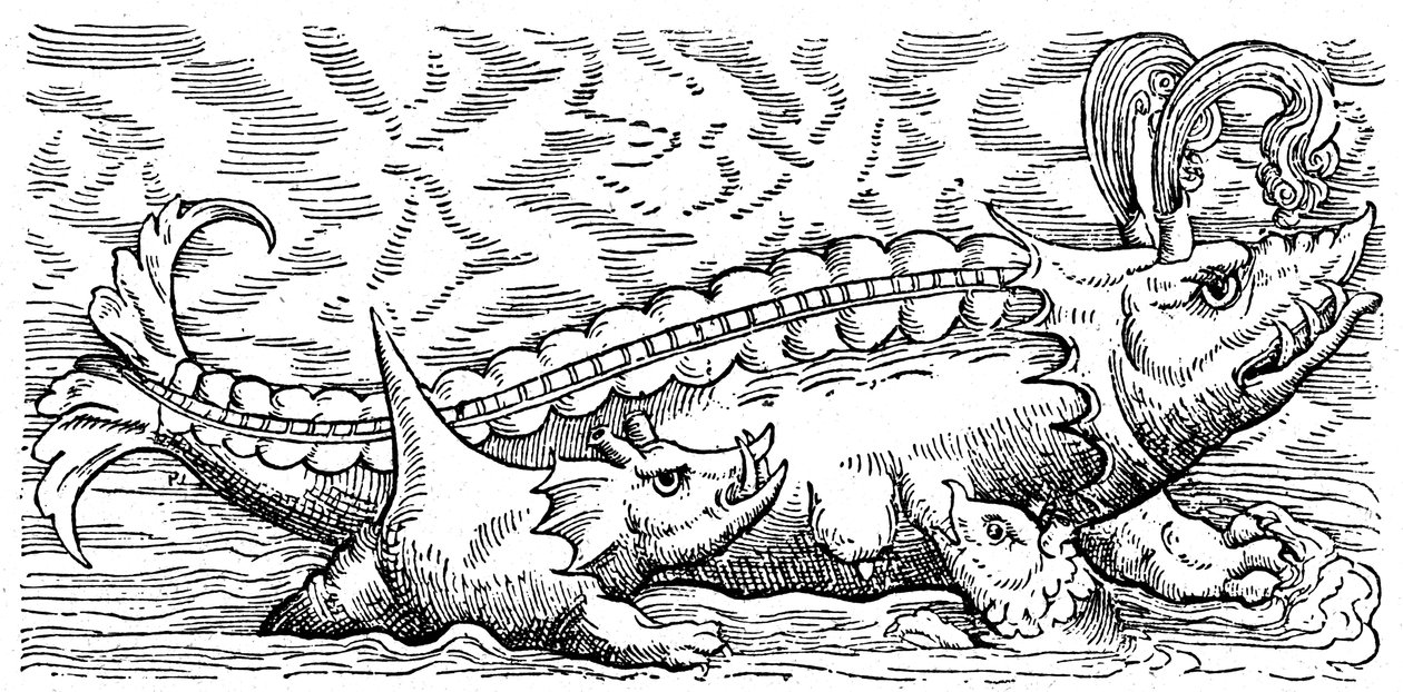 Ballena y cerdo marino lactantes de Conrad (after) Gesner