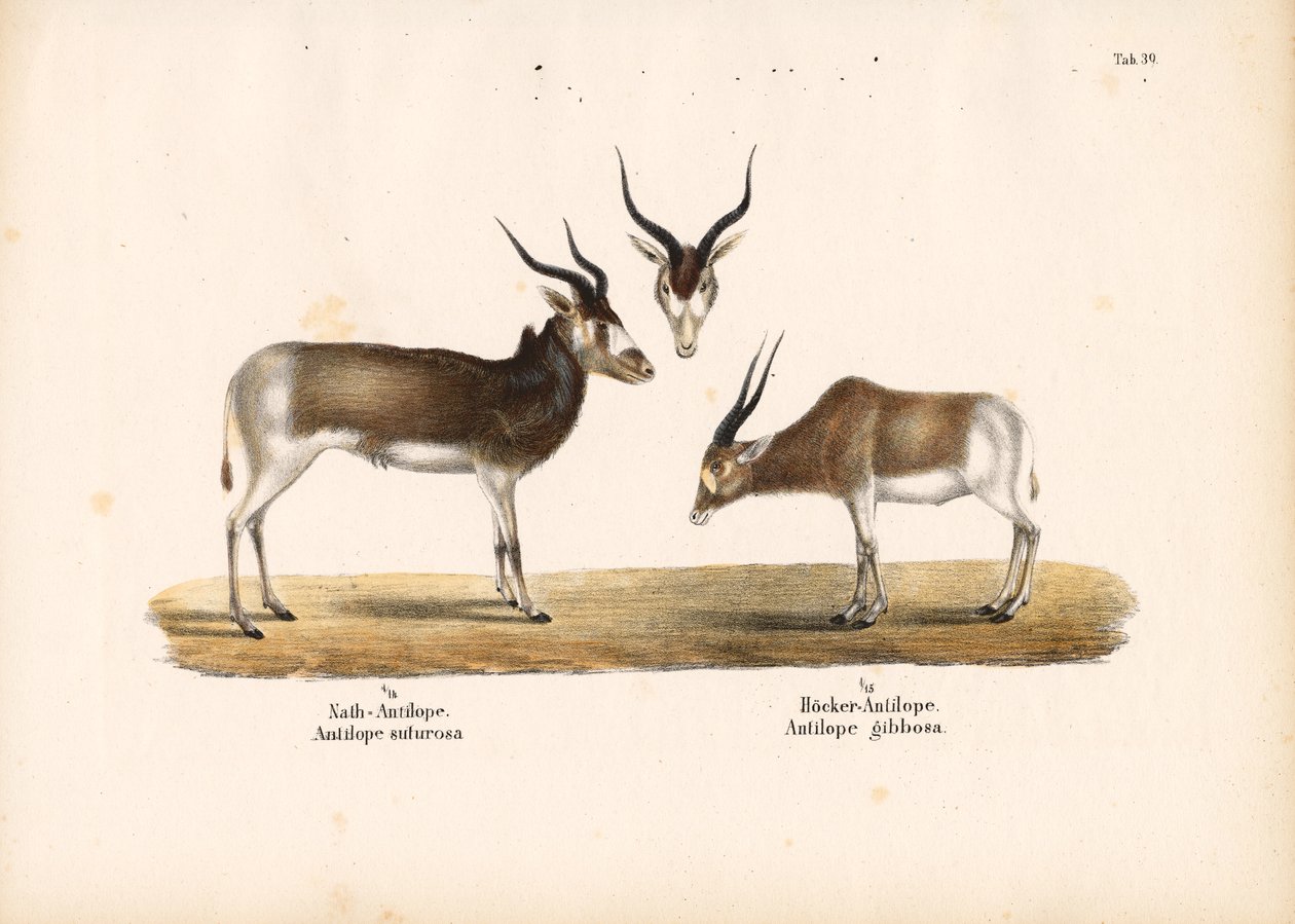 Antílopes Addax y Bontebok de Conrad Kull