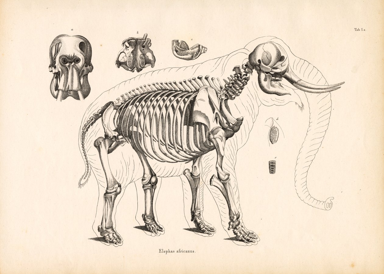 Anatomía esquelética del elefante africano de Conrad Kull