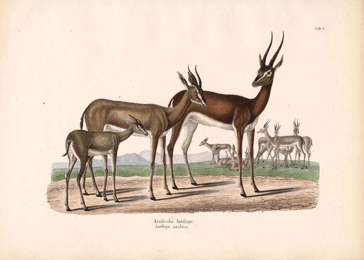 Oryx árabe en semidesierto de Conrad Kull