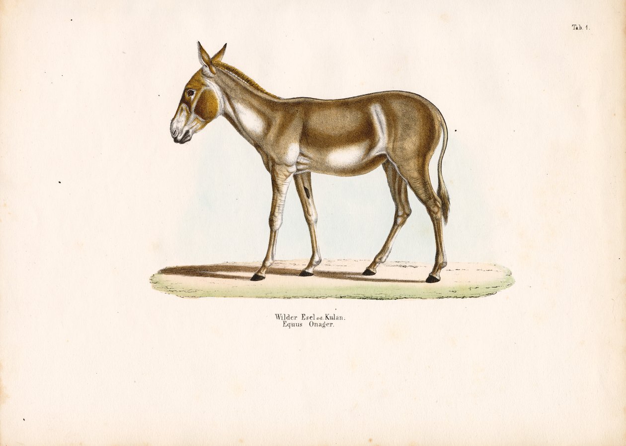  de Conrad Kull