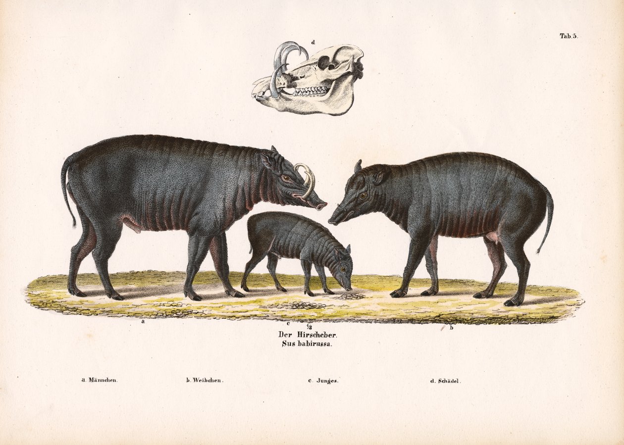 Familia Babirusa con vista al cráneo de Conrad Kull