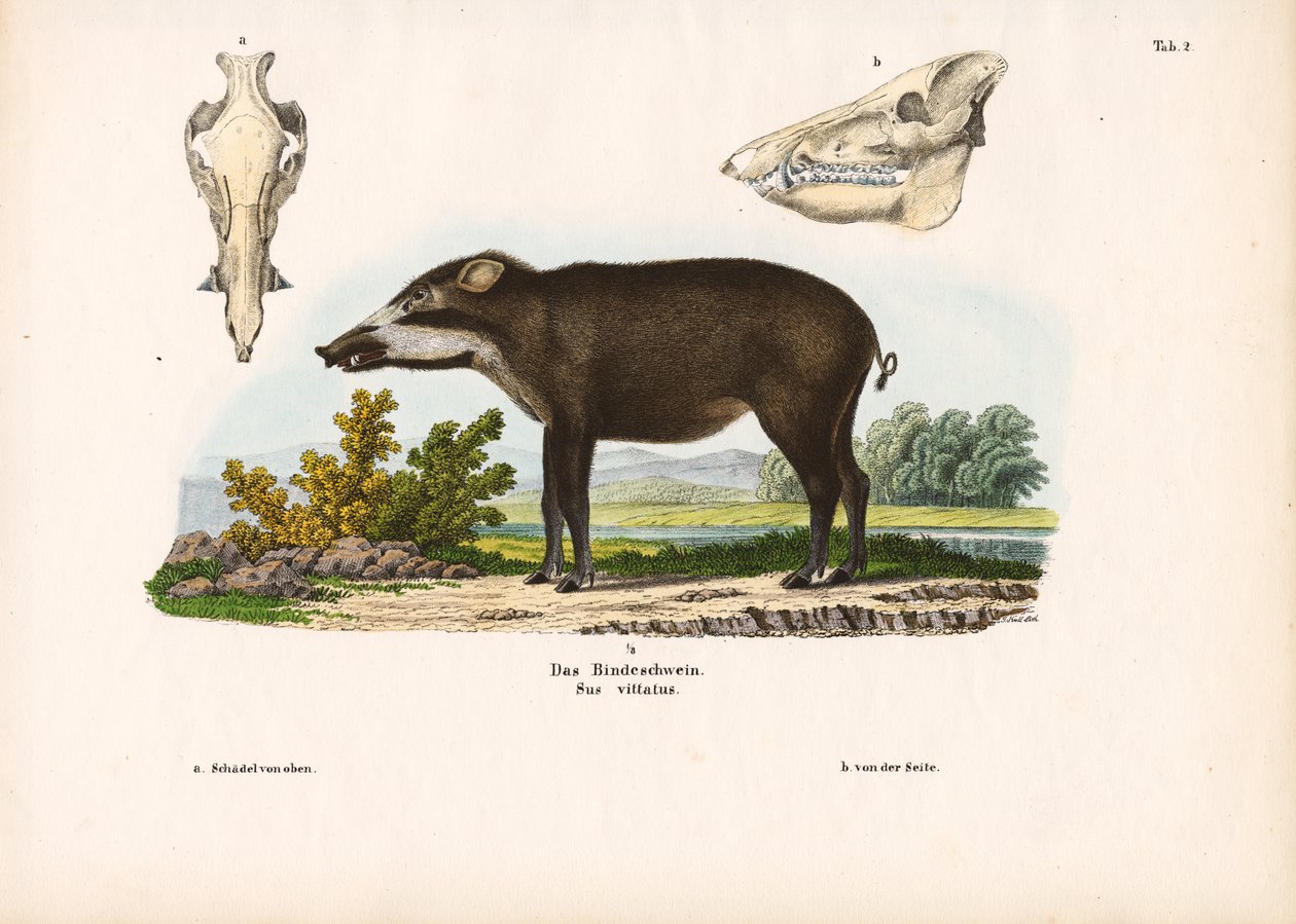 Cerdo anillado con detalles anatómicos de Conrad Kull