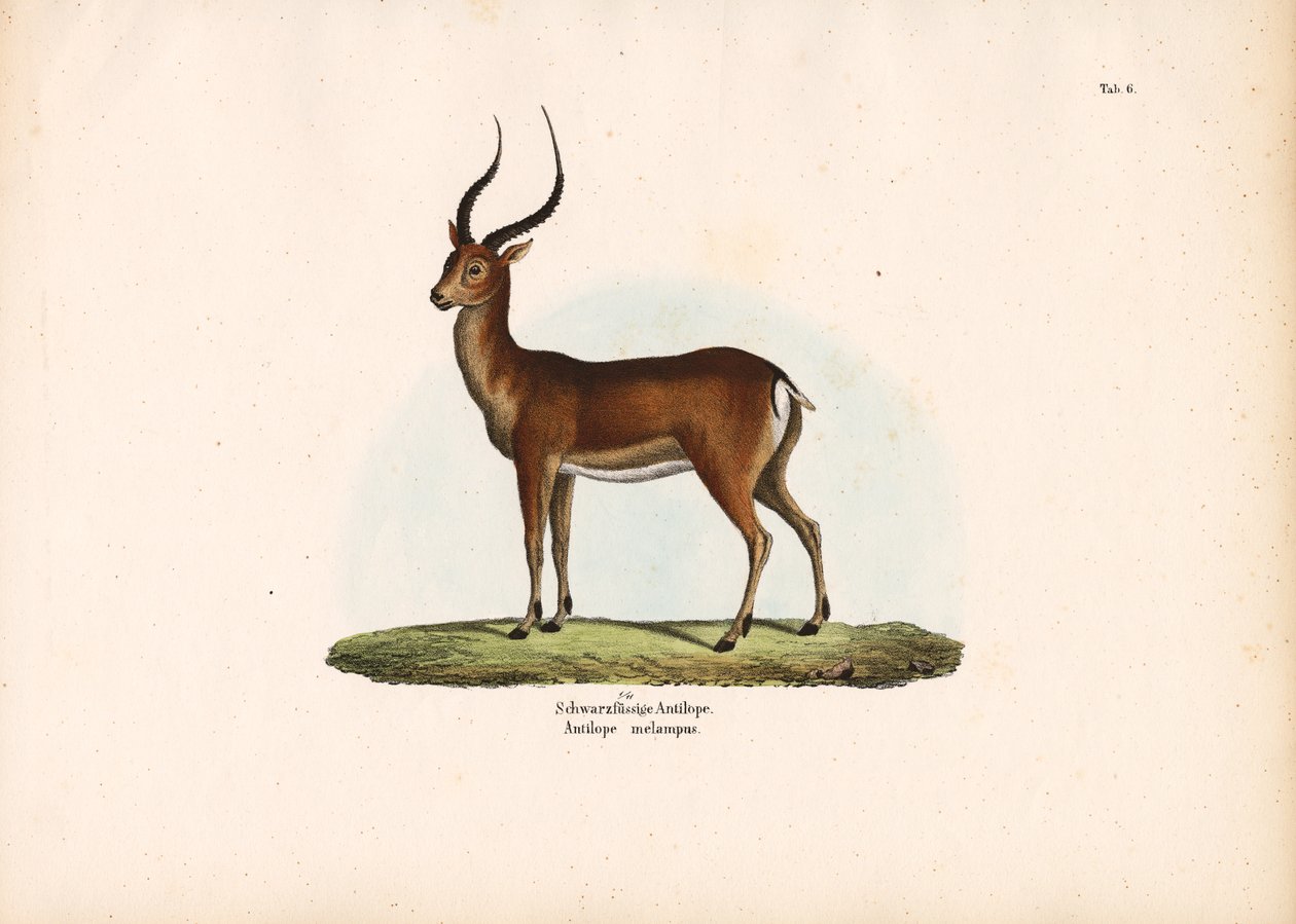  de Conrad Kull