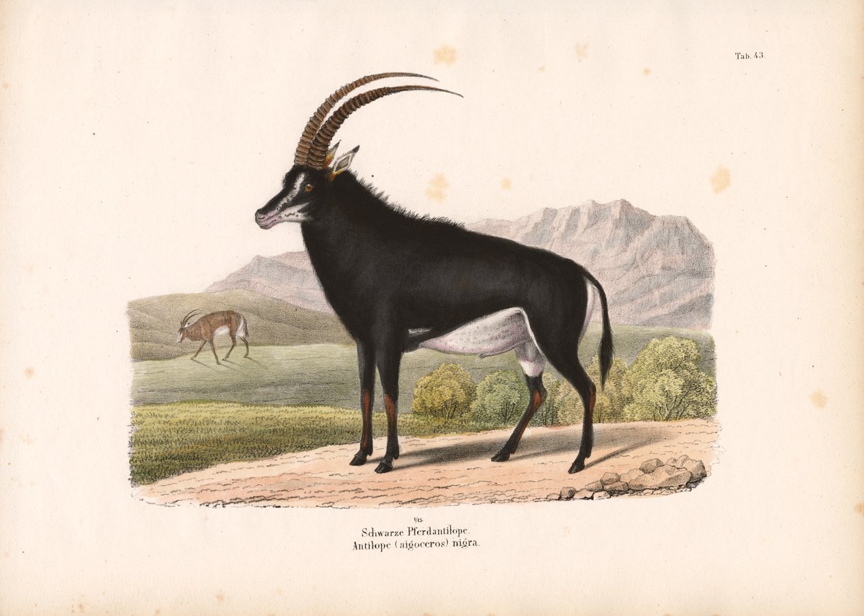  de Conrad Kull