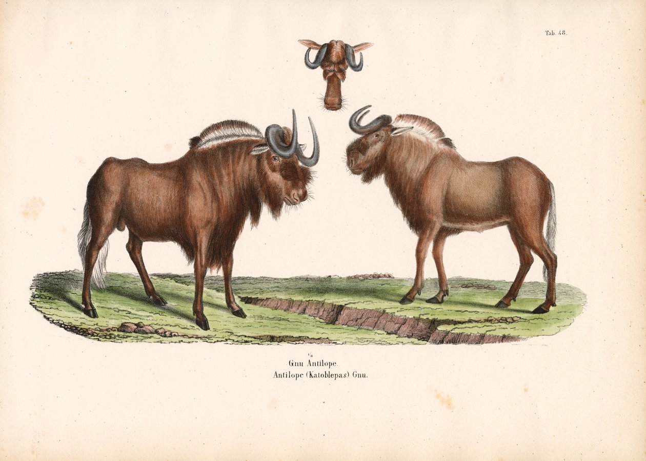  de Conrad Kull
