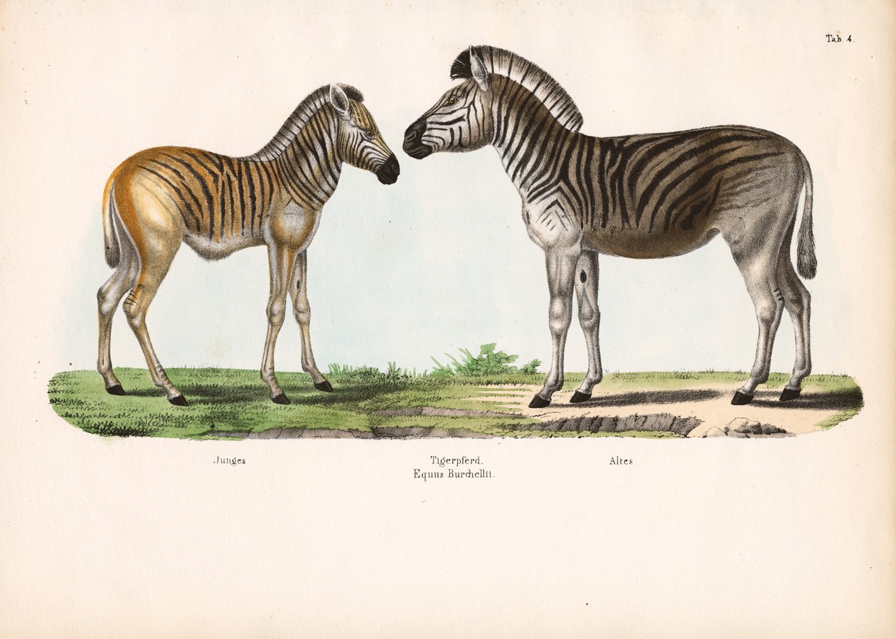 La cebra de Burchell (caballo tigre) a diferentes edades de Conrad Kull