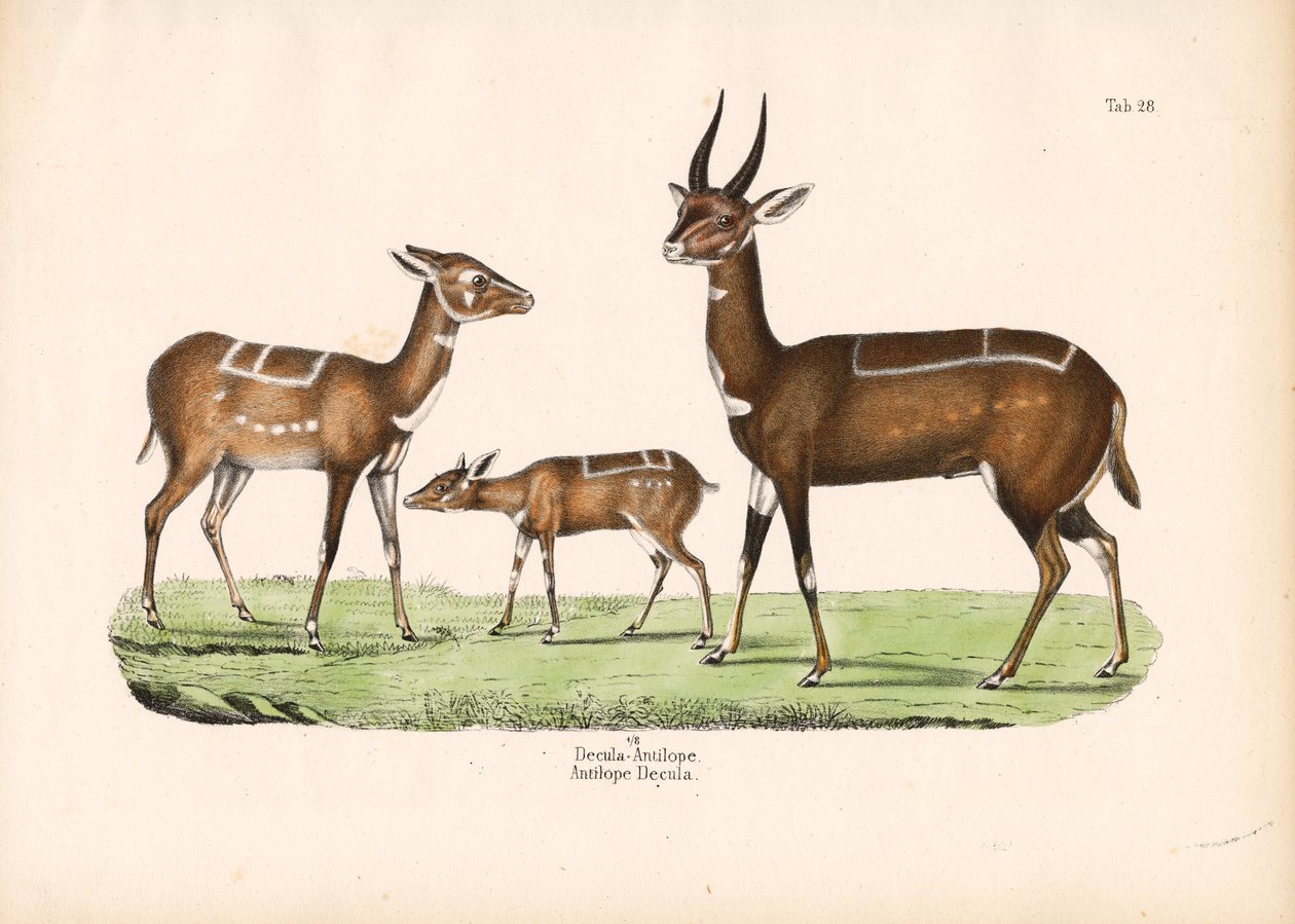  de Conrad Kull