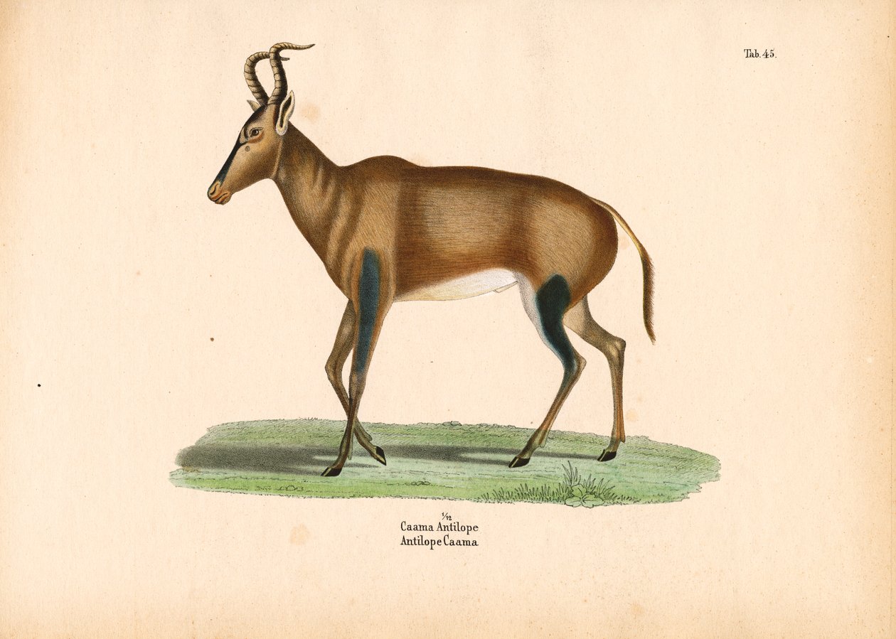 Antílope Caama de Conrad Kull