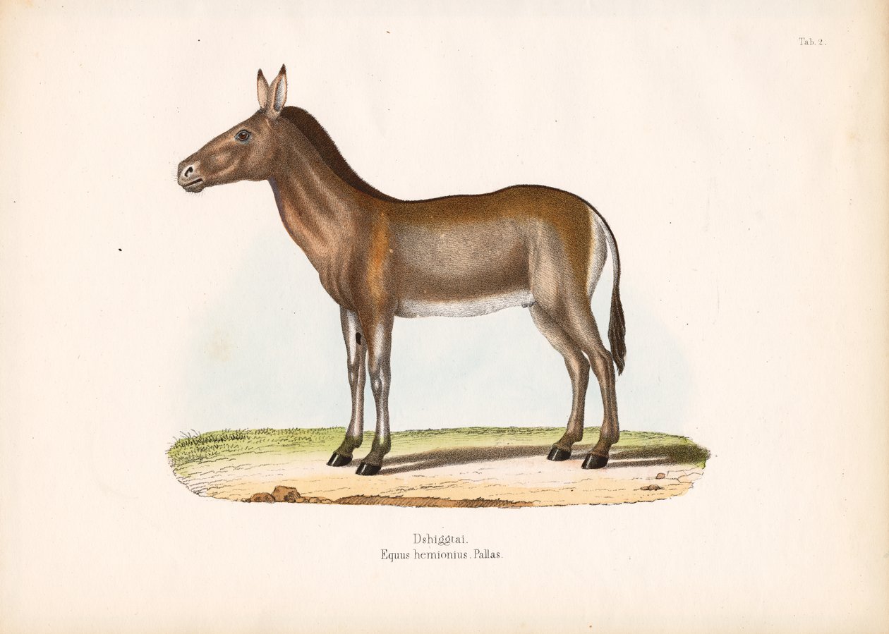  de Conrad Kull