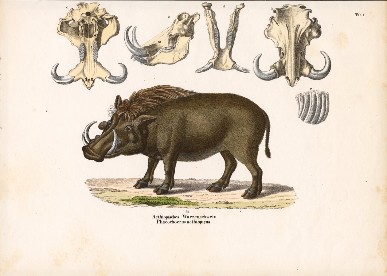Warthog etíope con anatomía craneal de Conrad Kull