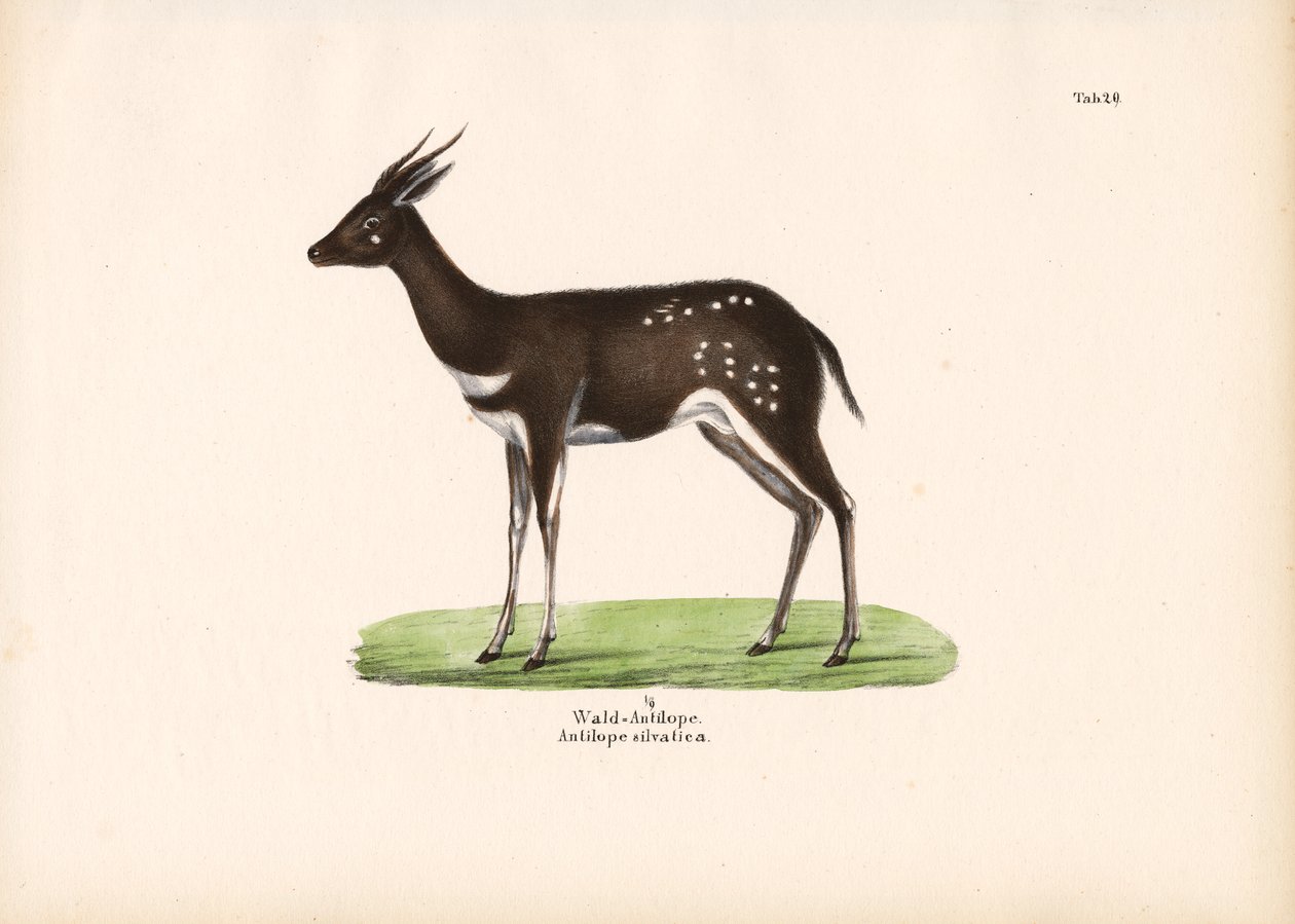  de Conrad Kull
