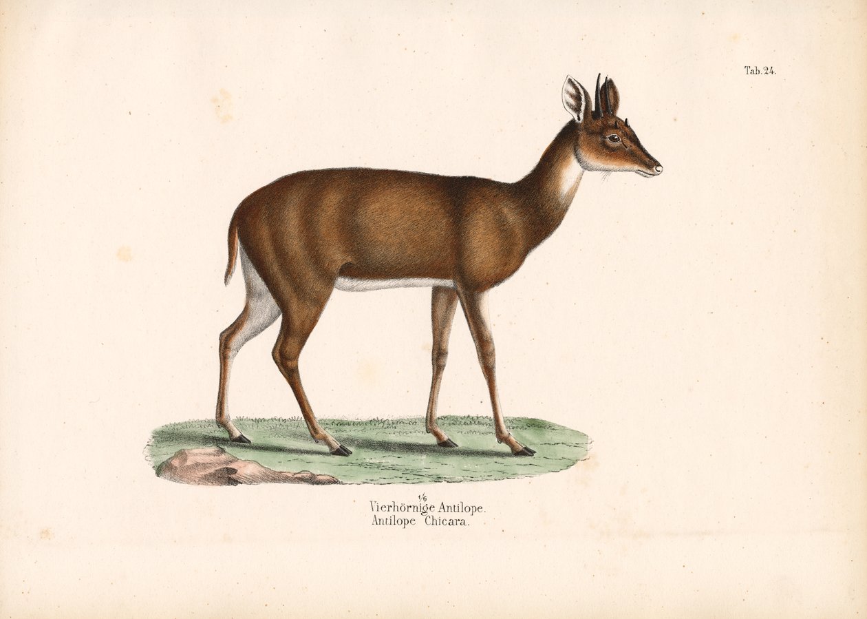  de Conrad Kull