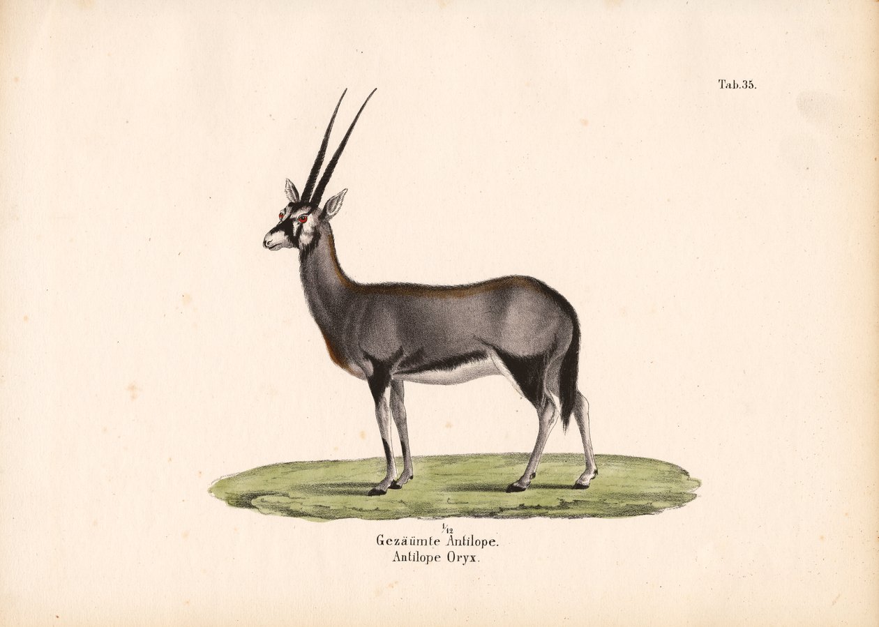 Gemsbok u Oryx sudafricano de Conrad Kull
