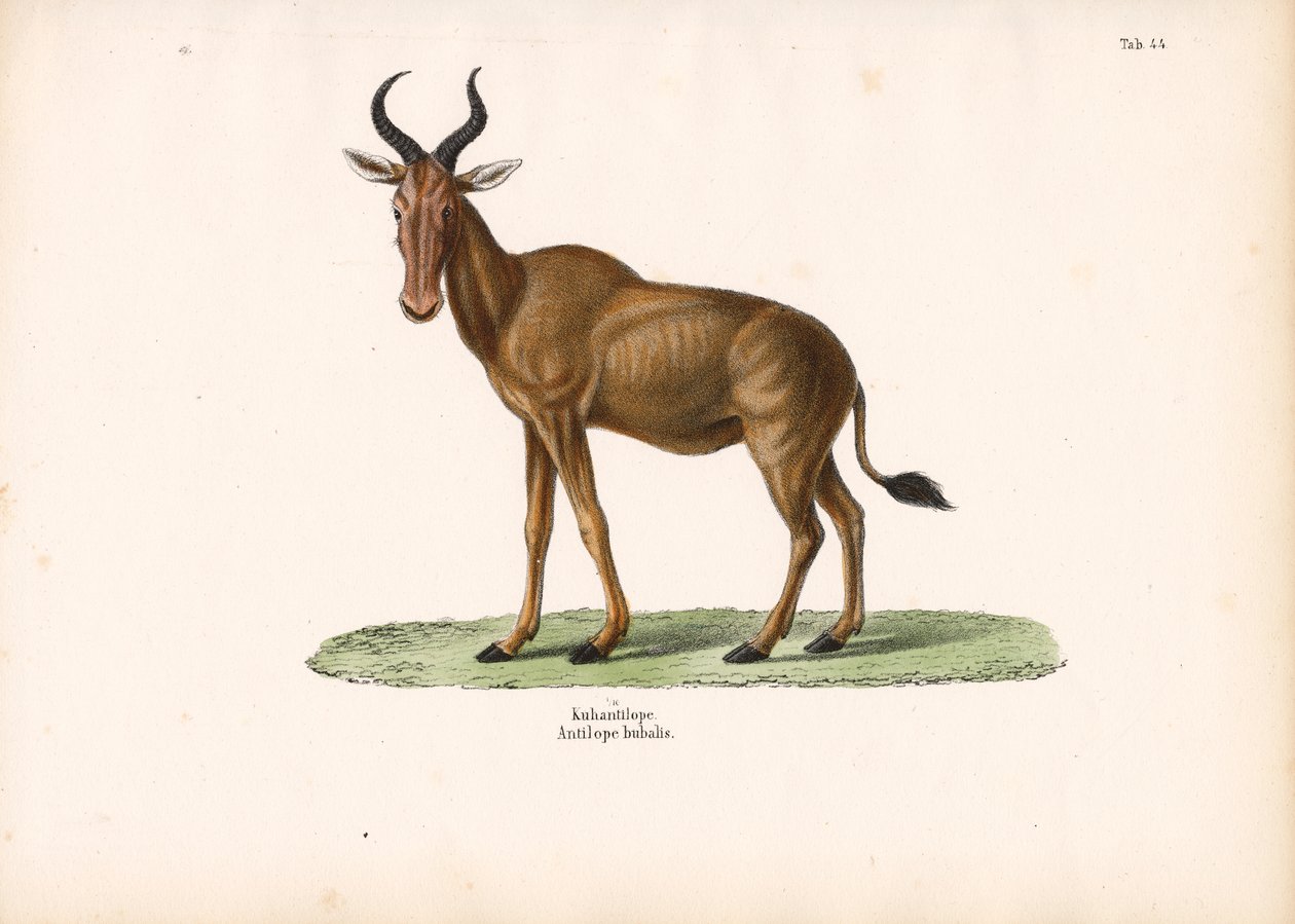  de Conrad Kull