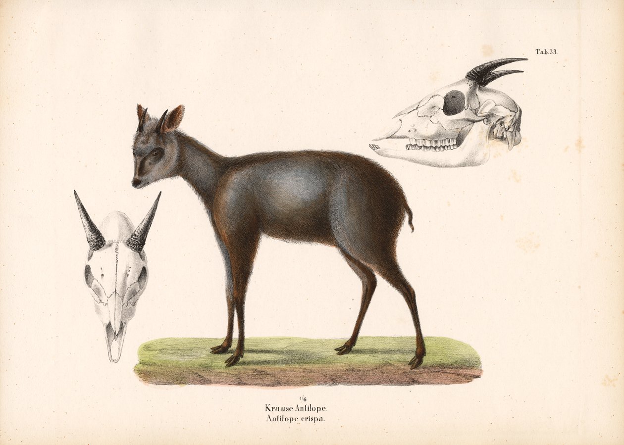 Impala con representaciones de calaveras de Conrad Kull