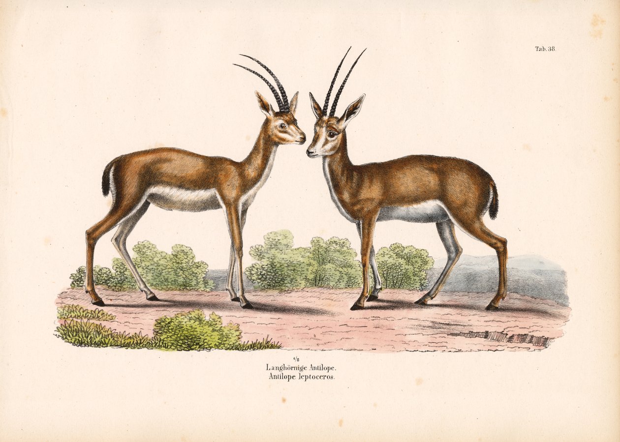 Antílope de cuernos largos en paisaje de sabana de Conrad Kull