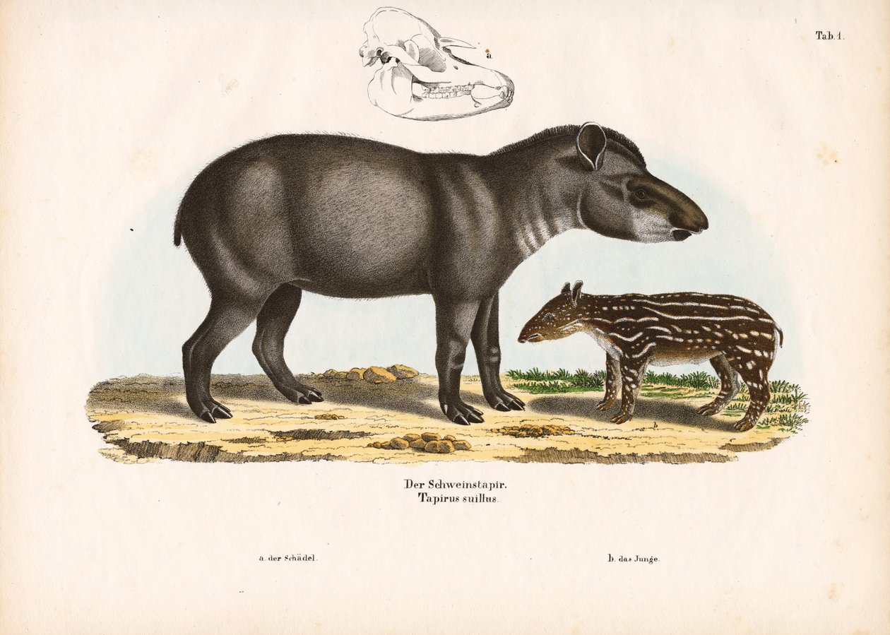 Tapir de llanura con joven de Conrad Kull