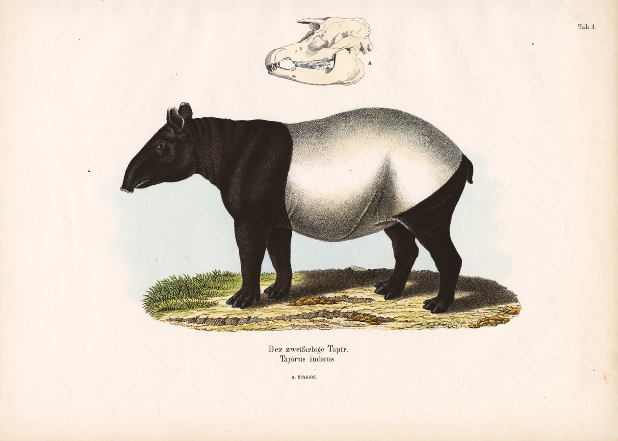 Tapir malayo de Conrad Kull
