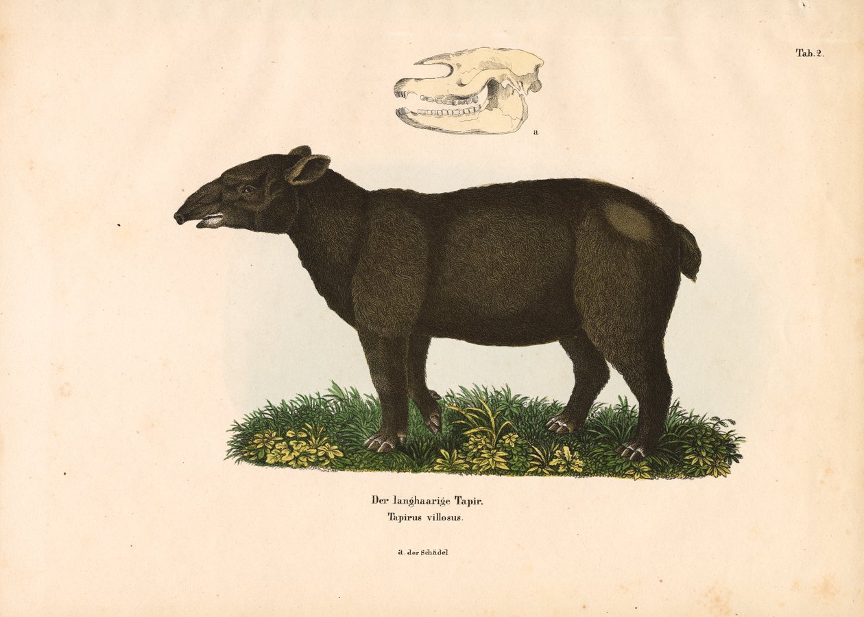 Tapir de montaña de Conrad Kull