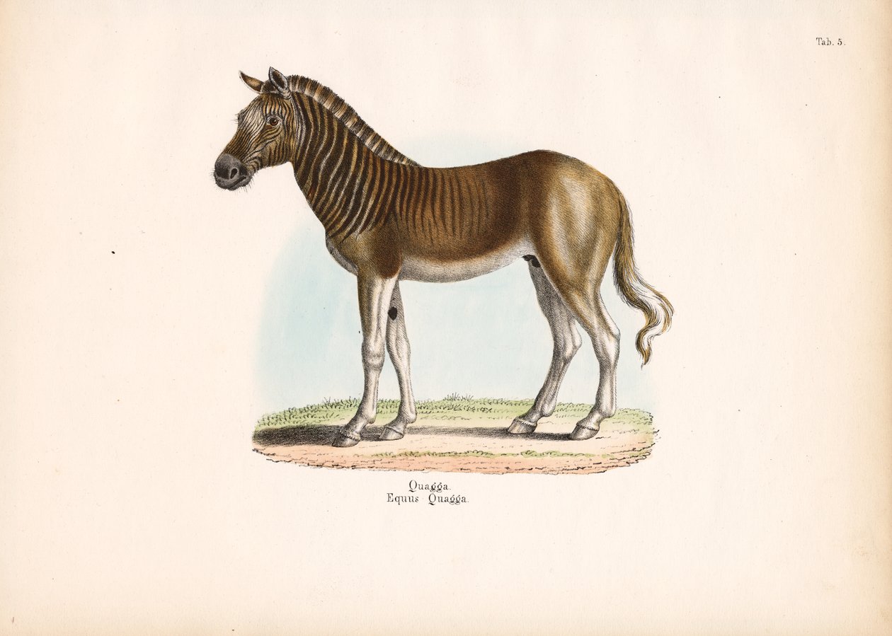  de Conrad Kull