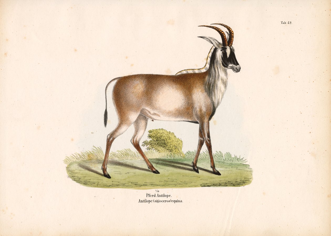 Antílope Roan de Conrad Kull