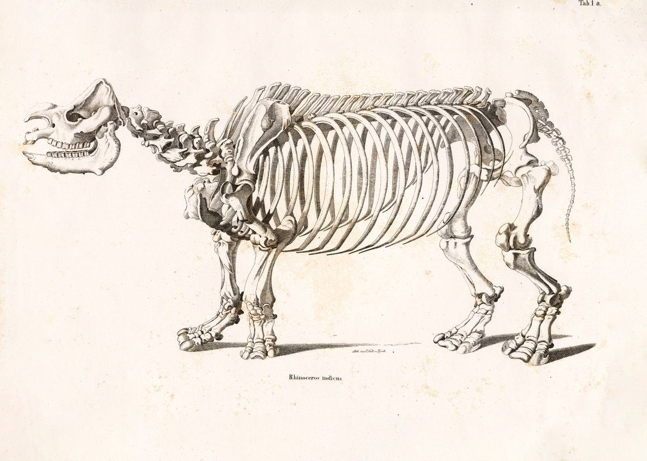  de Conrad Kull