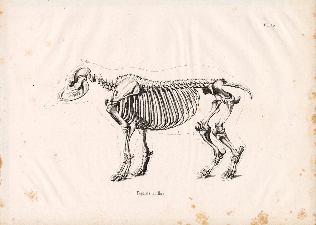 Esqueleto del tapir de llanura de Conrad Kull