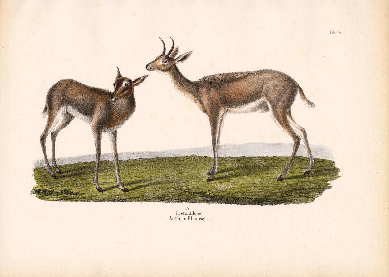  de Conrad Kull