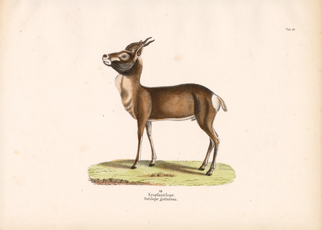 Springbok de Conrad Kull