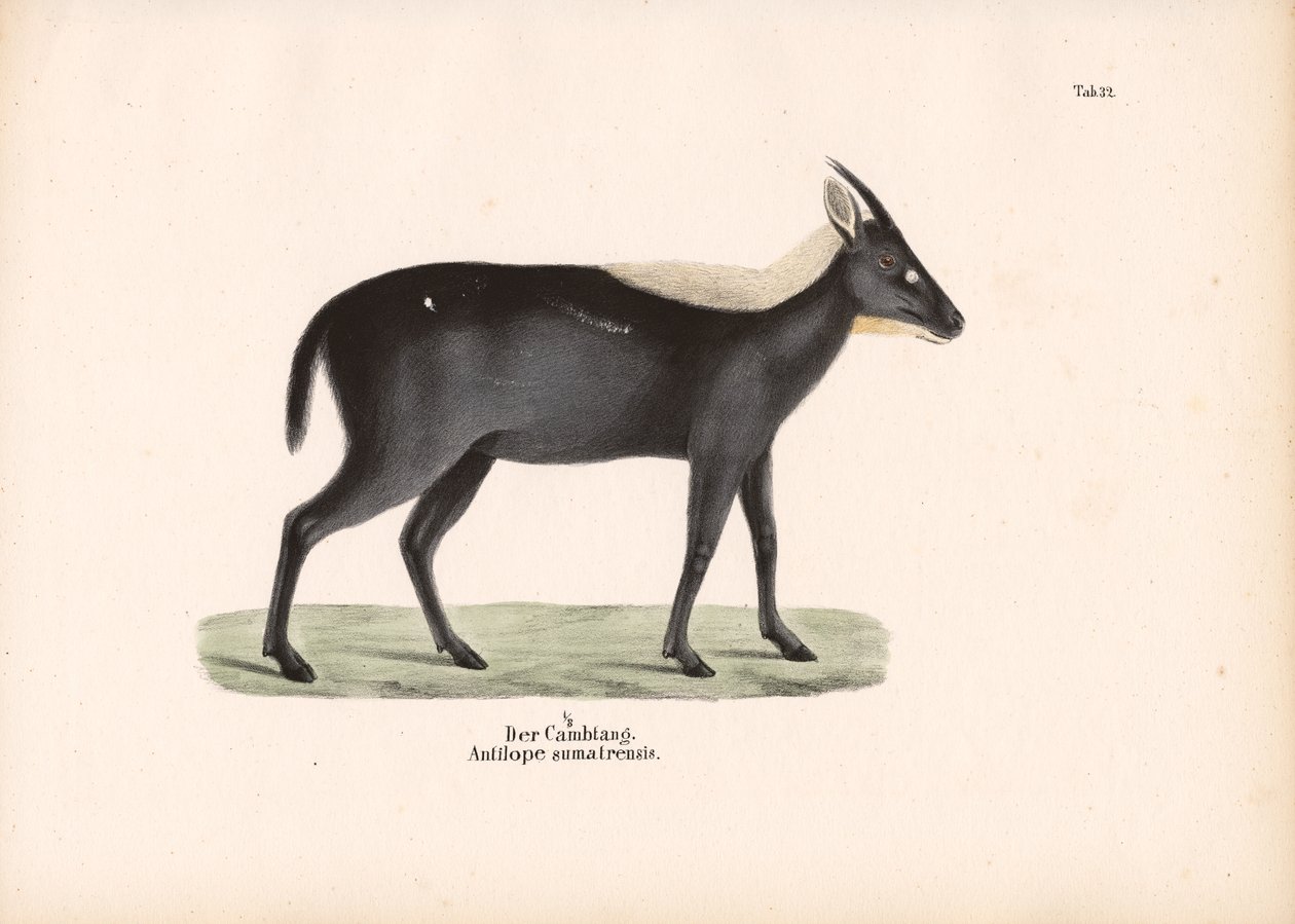  de Conrad Kull