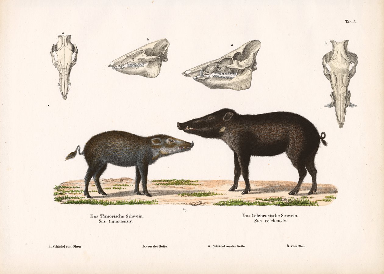 Cerdo de Timor y cerdo de Célebes con vistas al cráneo de Conrad Kull
