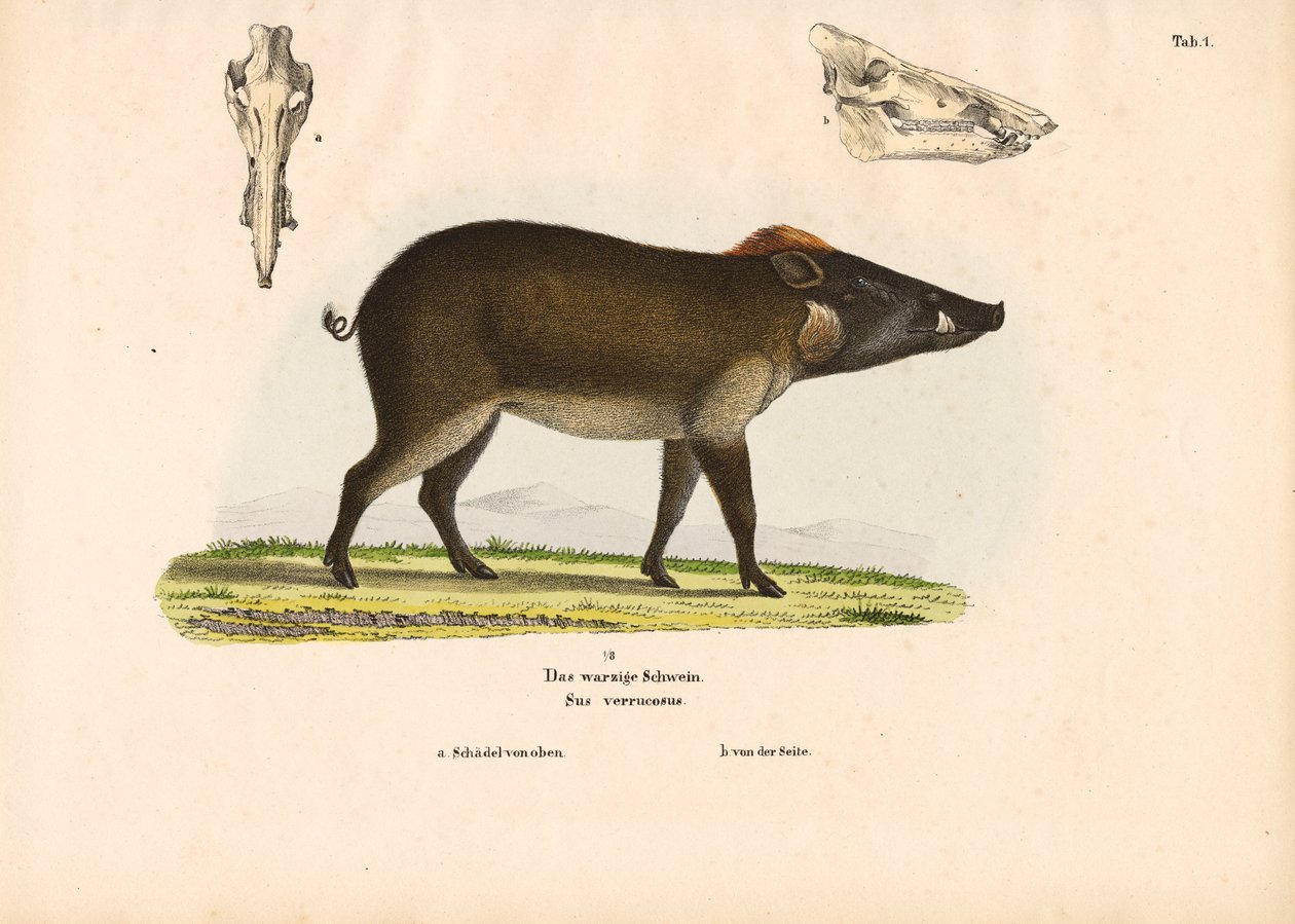  de Conrad Kull