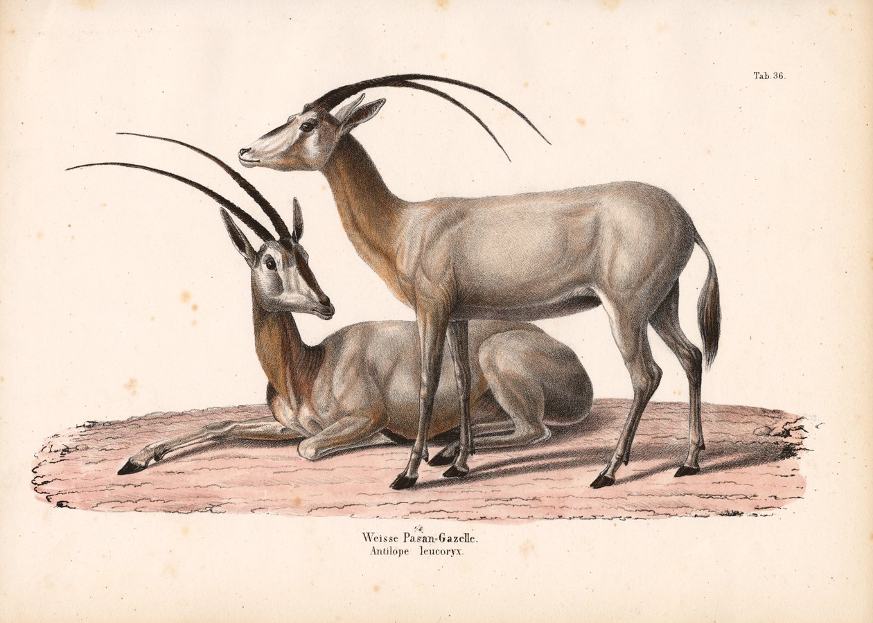 Oryx blanco de Conrad Kull
