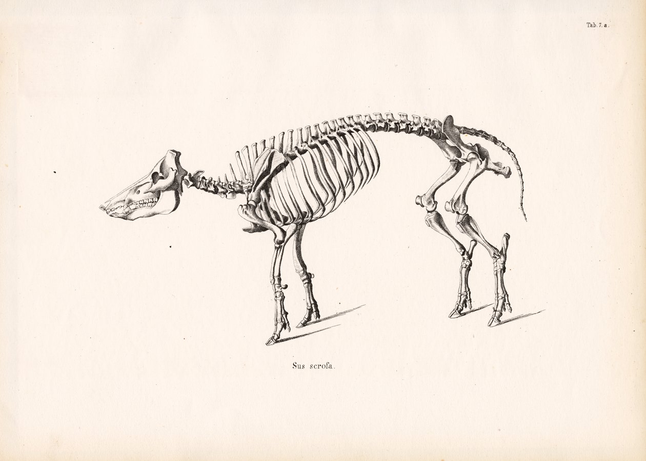  de Conrad Kull