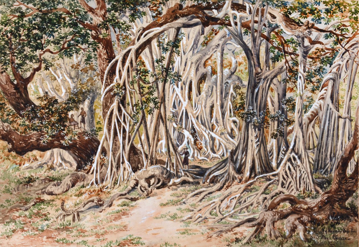 Estudio del árbol Baka Delo, Anie Bay, Nananu, Fiyi de Constance Frederica Gordon Cumming
