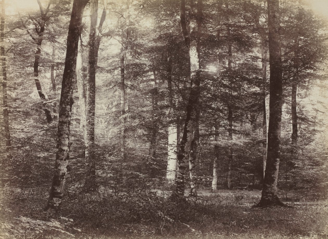 Untitled (The Forest of Fontainbleau) de Constant Alexandre Famin