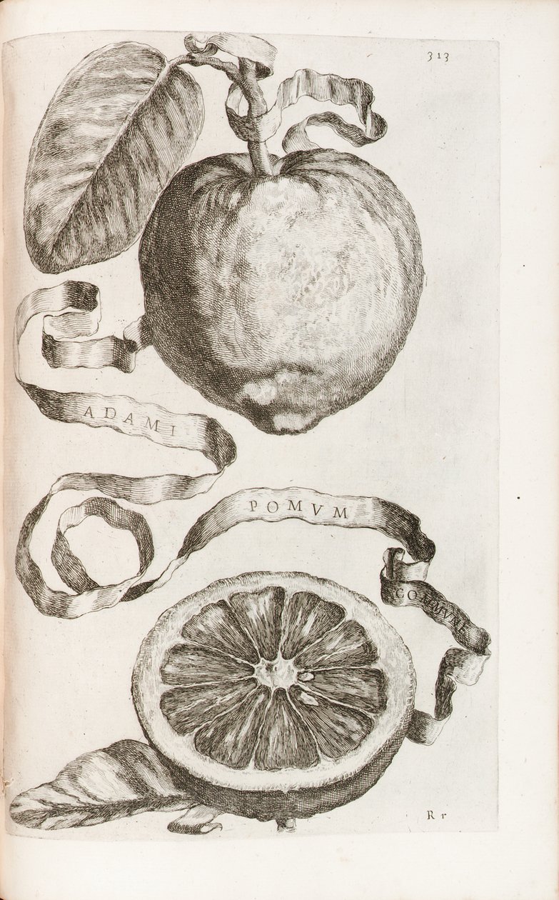 Manzana de Adán, lámina 313 de "Hesperides sive de Malorum Aureorum Cultura et Usu Libri Quatuor" de Giovanni Battista Ferrari, 1646 de Cornelis Bloemaert