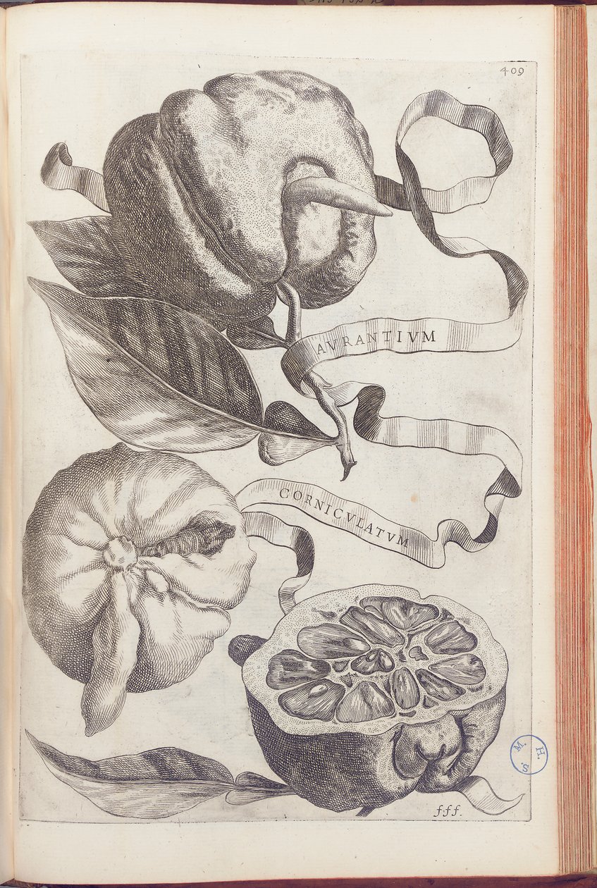 Naranja Cornuda, lámina 409 de "Hesperides sive de Malorum Aureorum Cultura et Usu Libri Quatuor" por Giovanni Battista Ferrari, 1646 de Cornelis Bloemaert