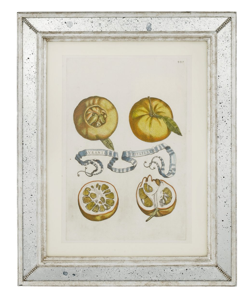Naranjas, lámina 405 de "Hesperides sive de Malorum Aureorum Cultura et Usu Libri Quatuor" de Giovanni Battista Ferrari, 1646 de Cornelis Bloemaert
