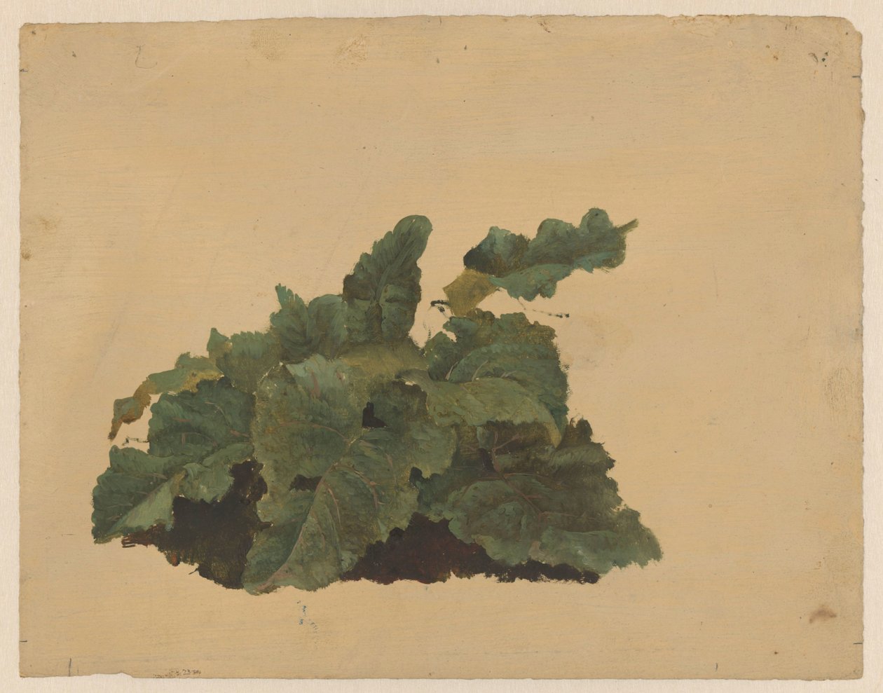 Hojas de una planta parecida al ruibarbo de Cornelis Johannes de Vogel