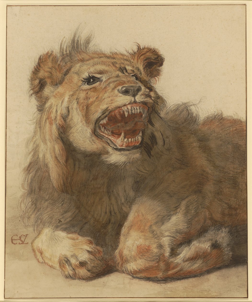 Un león gruñendo, c.1625-33 (tiza negra y roja con aguadas negras y marrones) de Cornelis Saftleven