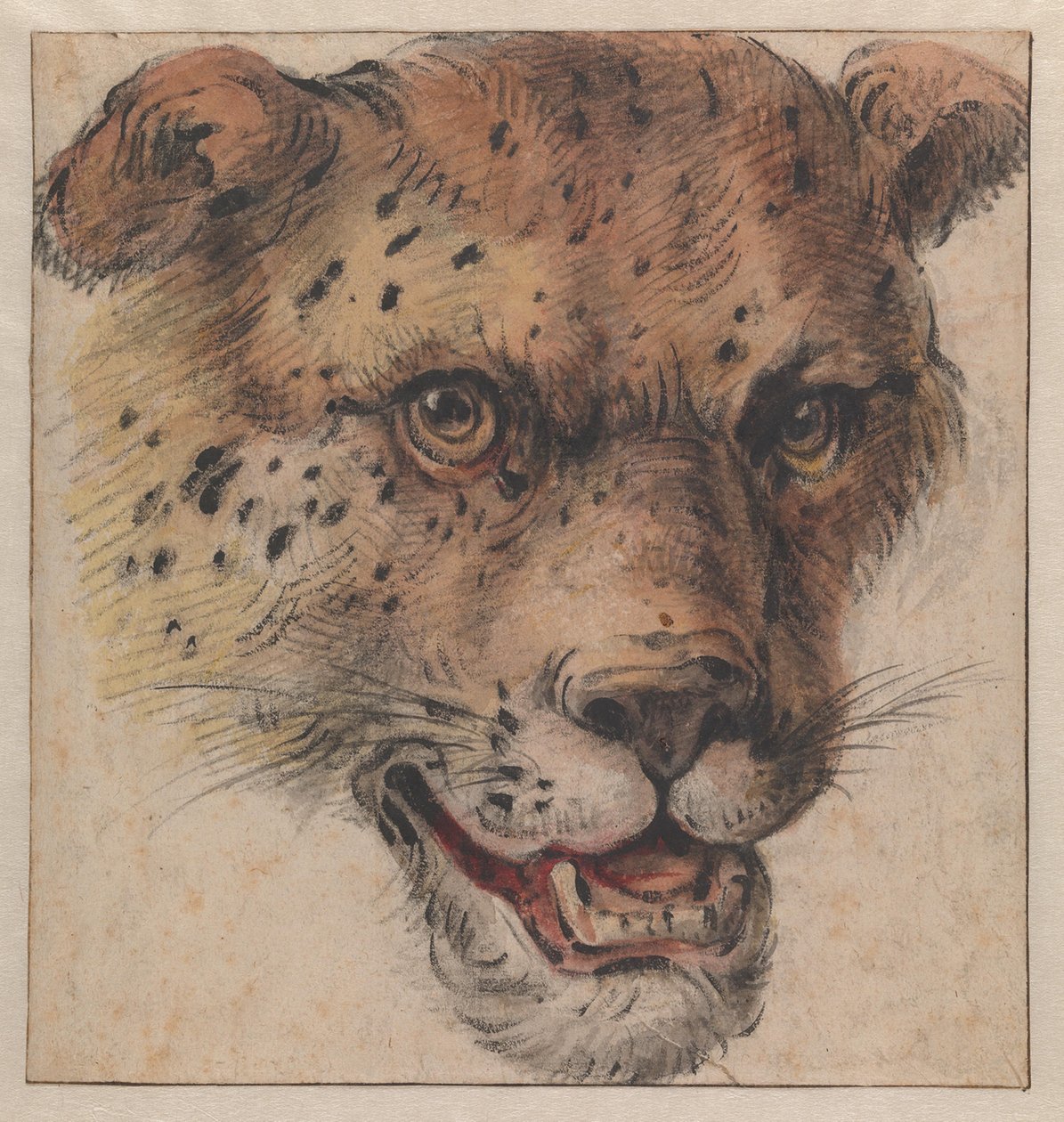 La cabeza de un leopardo de Cornelis Saftleven