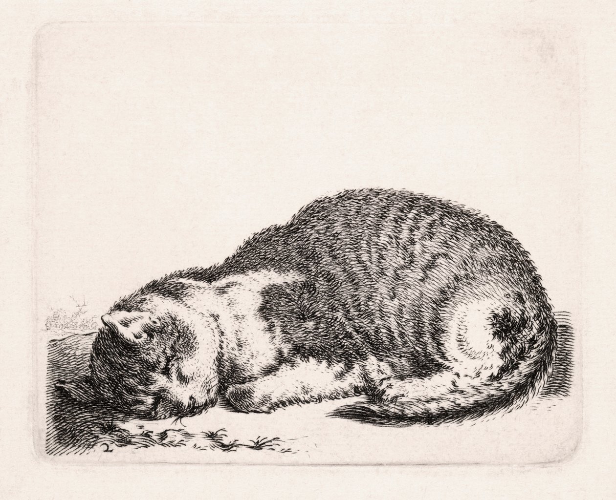 Gato durmiendo, c.1607-81 de Cornelis Saftleven