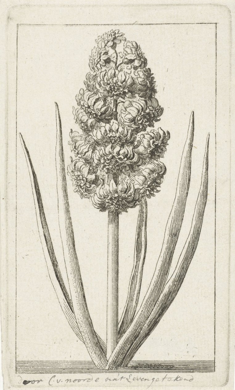 Jacinto de Cornelis van Noorde