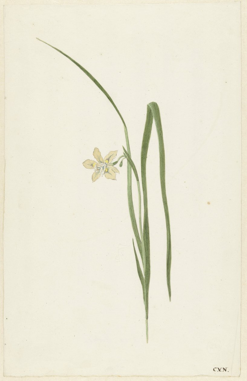 Iris de Cornelis van Noorde