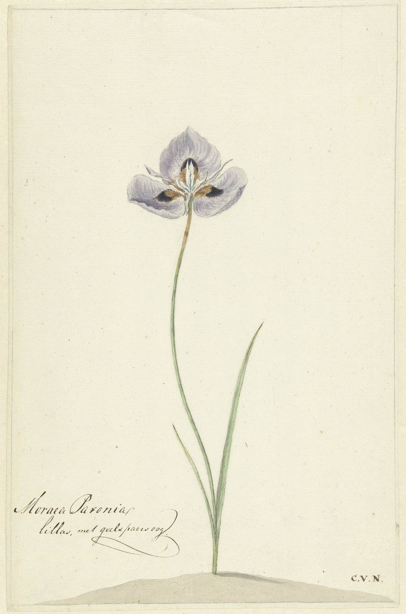Iris de Cornelis van Noorde