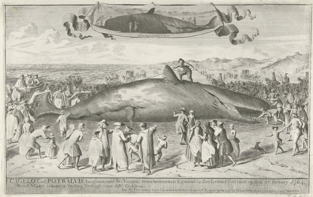 Cachalote varado en Egmond aan Zee, 1764 Cagelot o Potwhale, de unos 60 pies de largo, justo al norte de Egmond op Zee Varado vivo el 15 de febrero de 1764. El 1 de marzo allí en subasta Vendido por 810 florines (título sobre el objeto) de Cornelis van Noorde