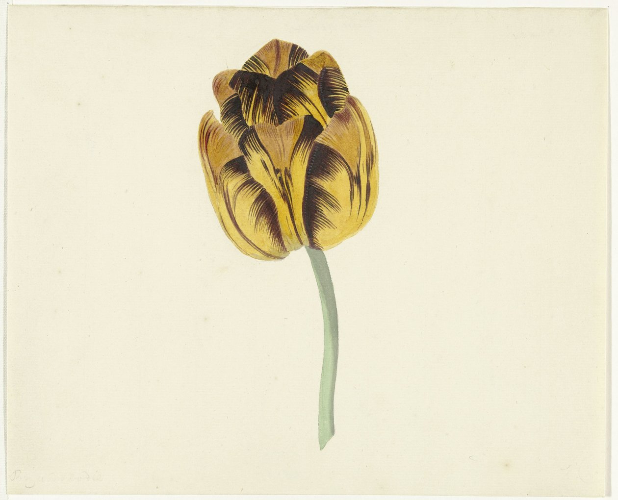 Tulipán llamado Bizard Leodie de Cornelis van Noorde